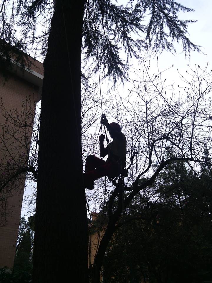 Ascesa su pianta con tecnica tree climbing
