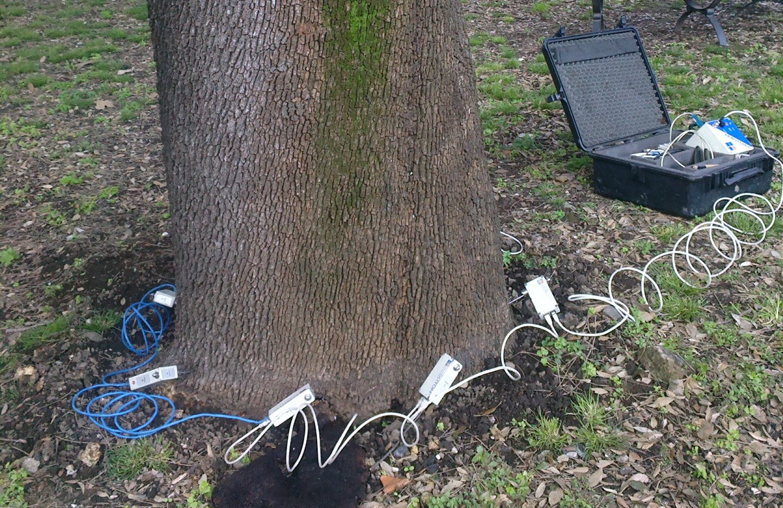 Indagine strumentale con Arbotom su leccio