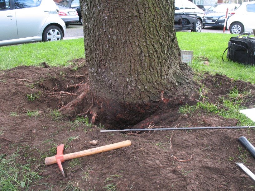 Root excavation collar su esemplare di cedro
