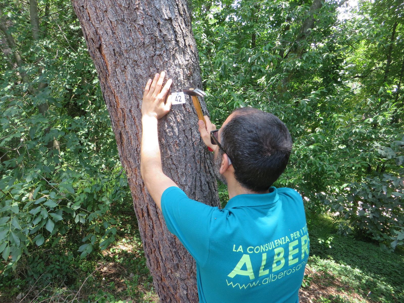 Esame Speditivo Puntuale su popolamento arboreso estensivo