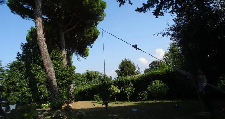 Filare di pini in un parco
