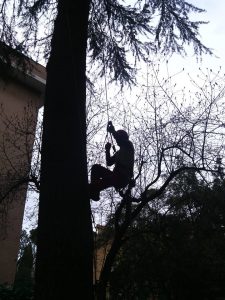 Ascesa-su-pianta-con-tecnica-tree-climbing