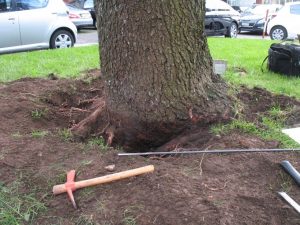 Root-excavation-collar-su-esemplare-di-cedro