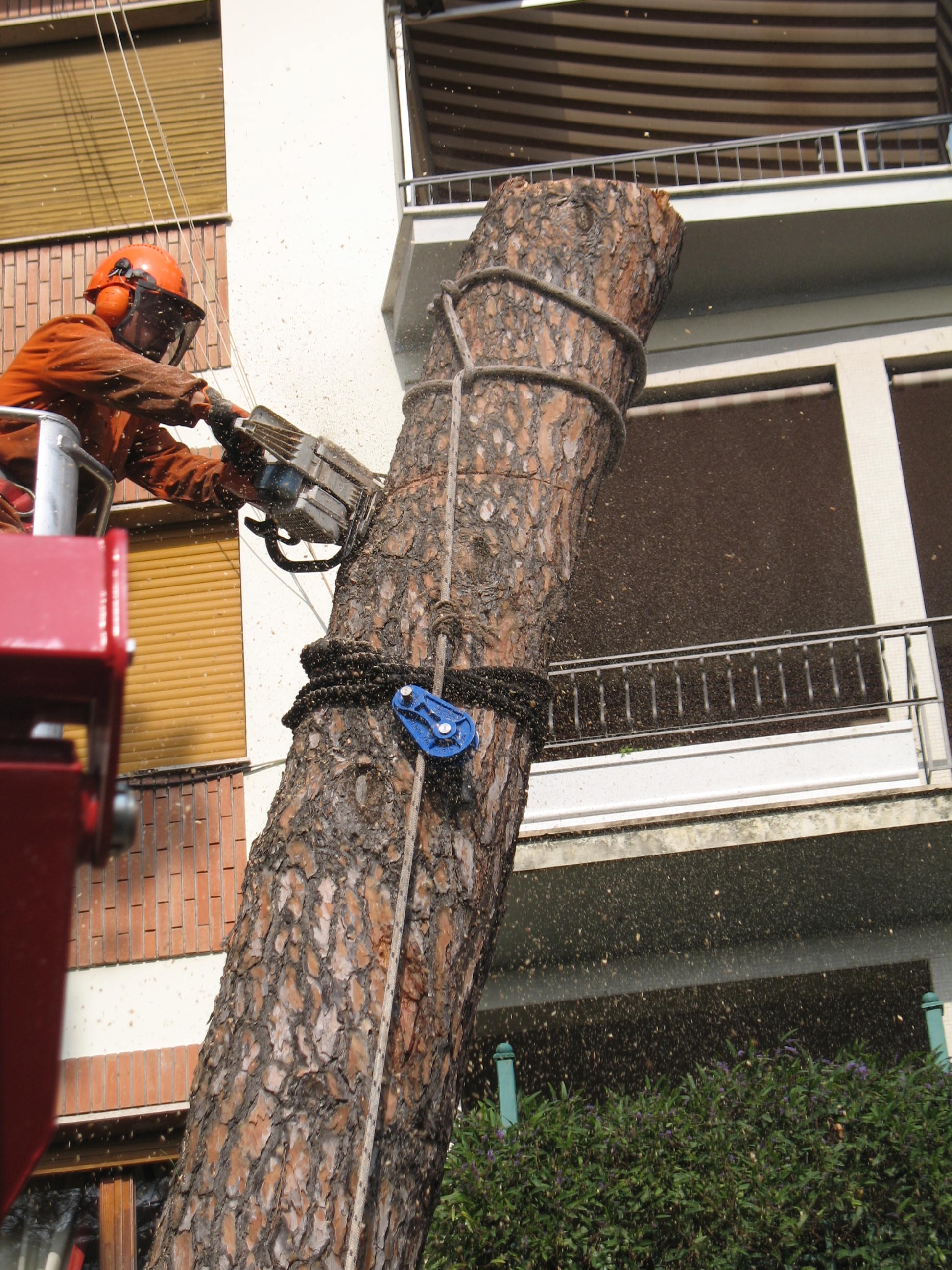 Abbattimento controllato di pino domestico in collaborazione con Vivaio Bonsaidea  
